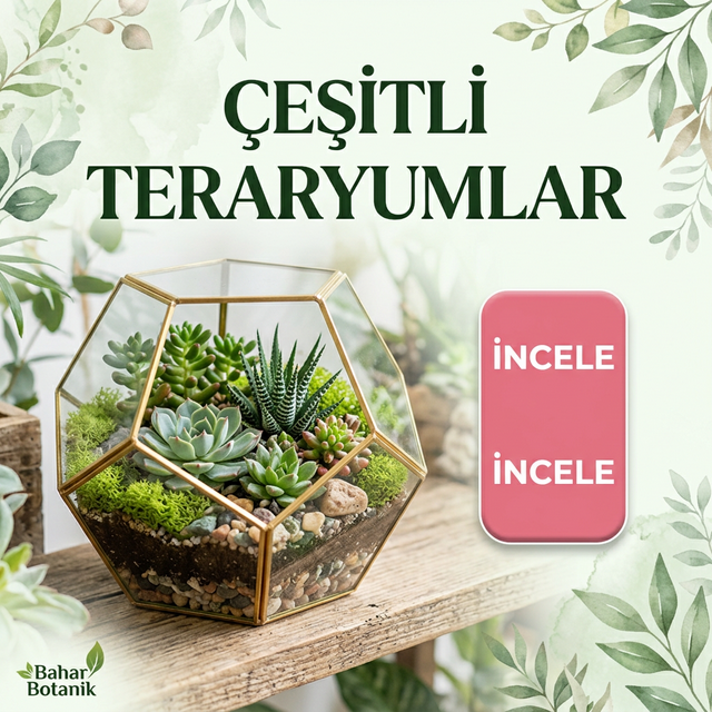 Cesitli Teraryumlar