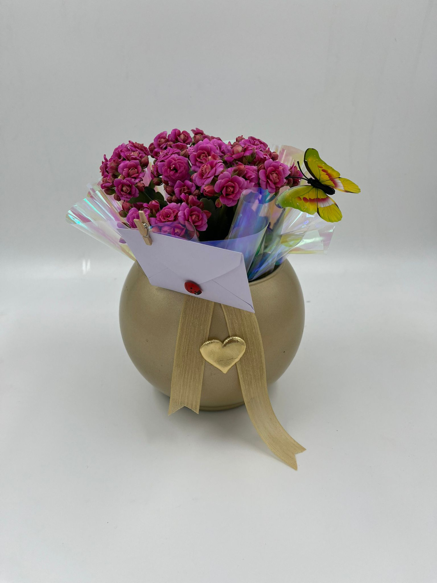 Fanusta Fuşya kalanşo küçük resim 2