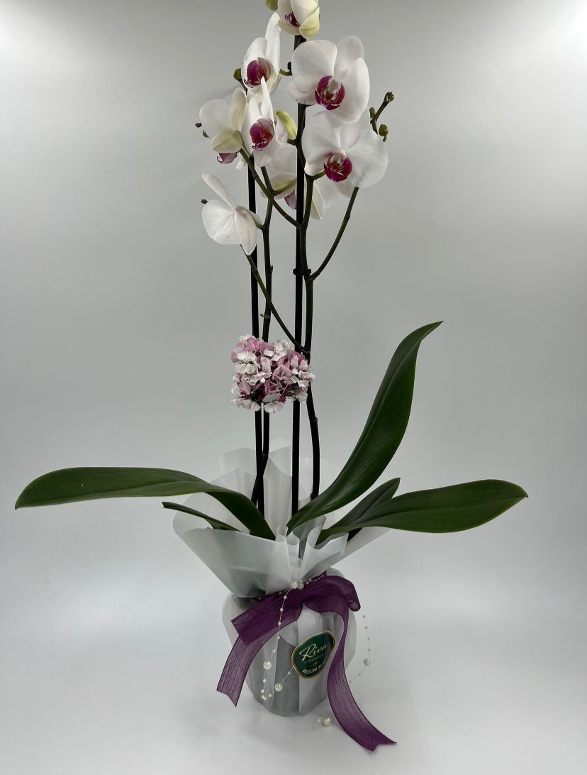 Çift Dallı Beyaz Orkide