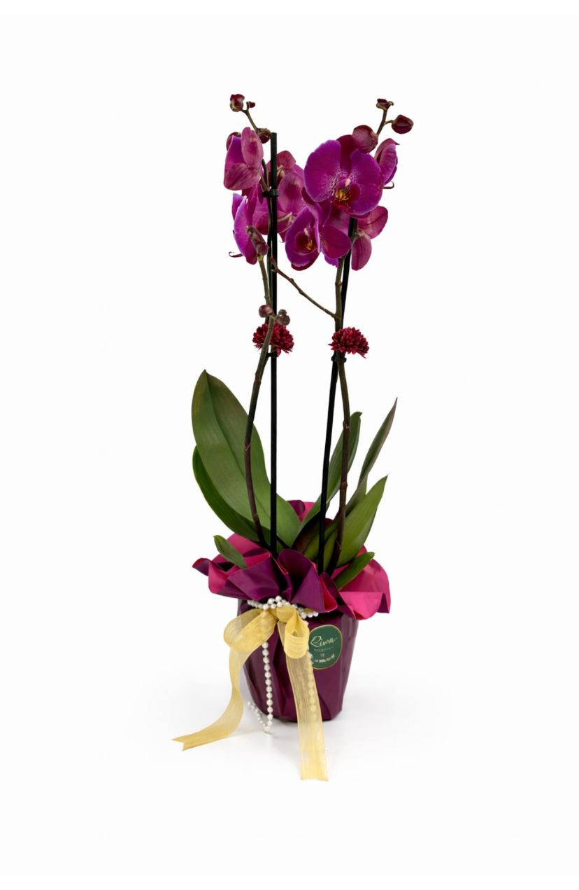 Çift Dallı Mor Orkide