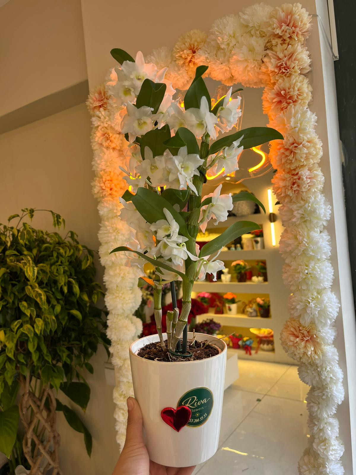 Beyaz Dendrobium Orkide