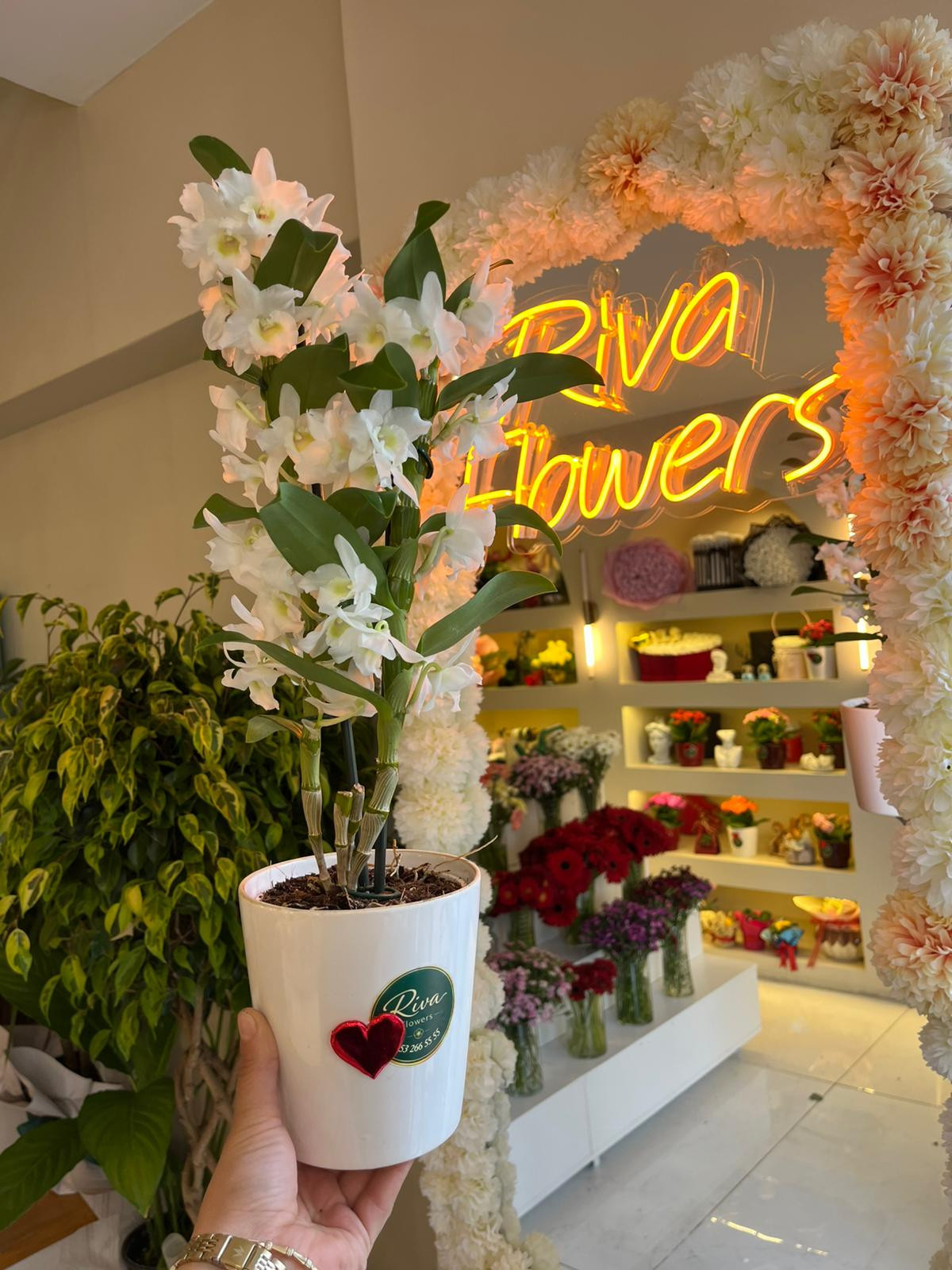 Beyaz Dendrobium Orkide küçük resim 2