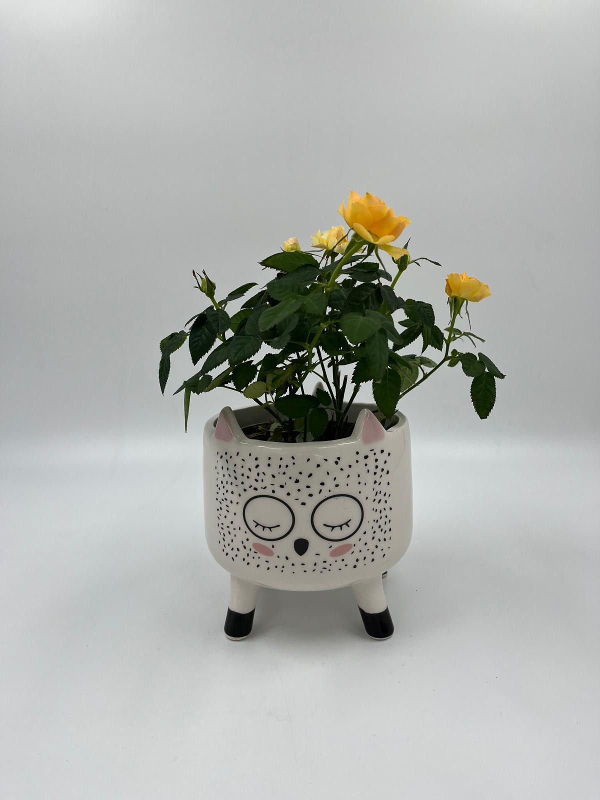 Sarı yediveren Gül