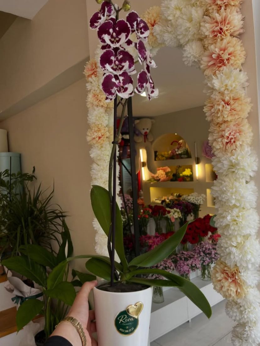 Tek Dal 2 Renk Orkide