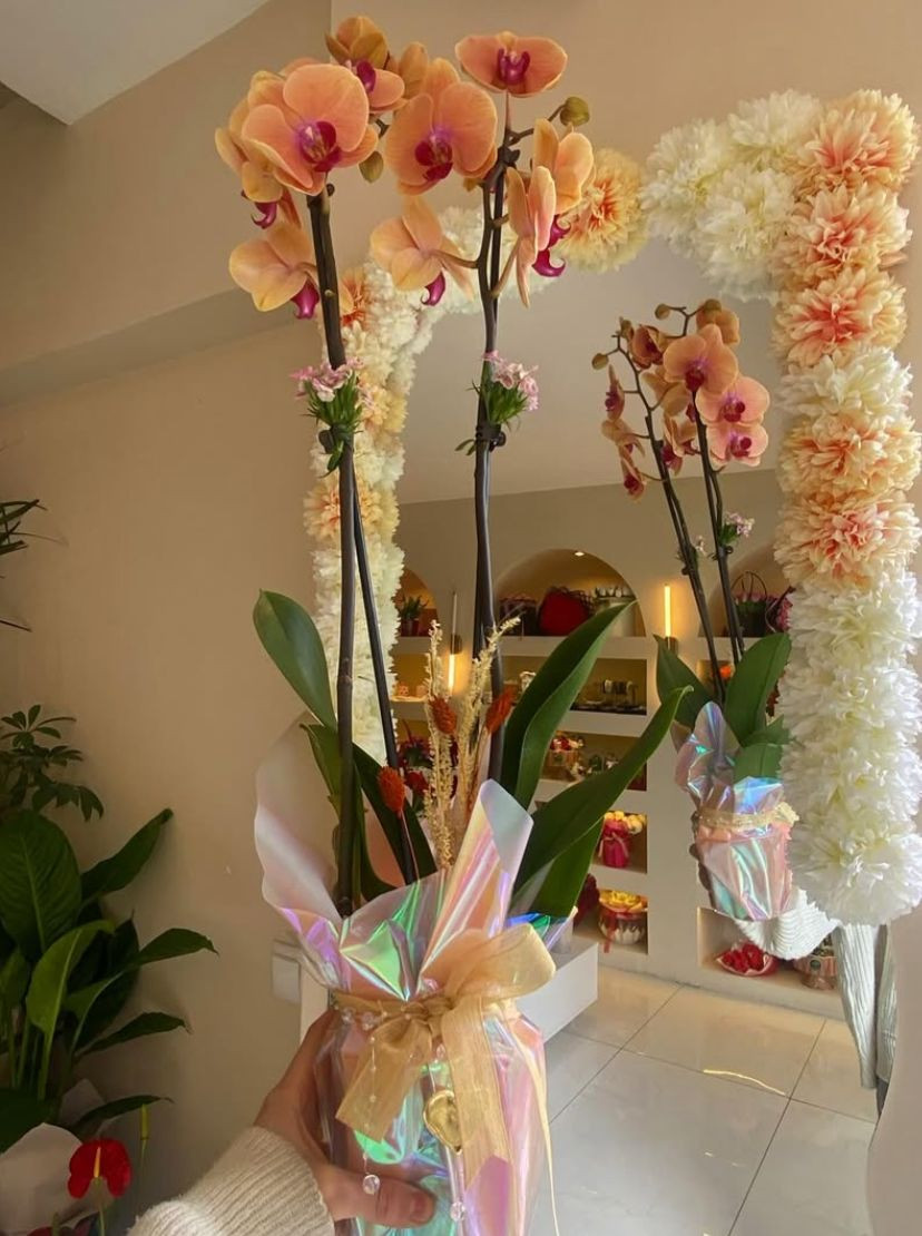 Çift Dallı Turuncu Orkide