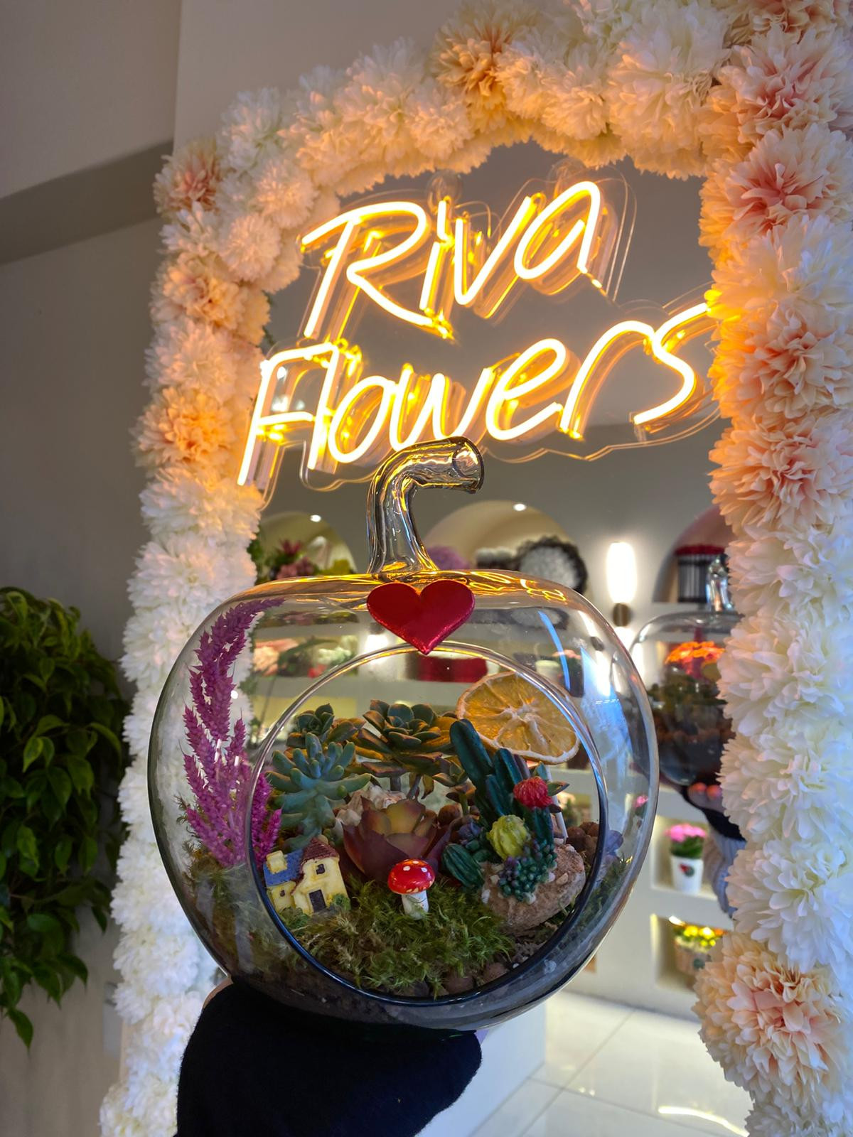 sukulent Cam Fanus Teraryum